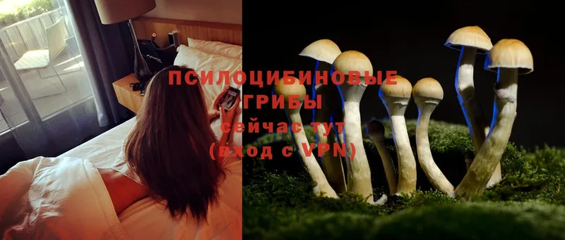 Галлюциногенные грибы Psilocybine cubensis  Фролово 